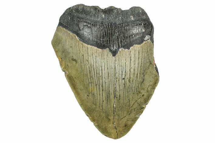 Partial, Fossil Megalodon Tooth - North Carolina #363757